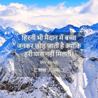 Picture 05 - यिर्मयाह 14:5 HINIRV - हिरनी भी मैदान में - Bible Verse Picture