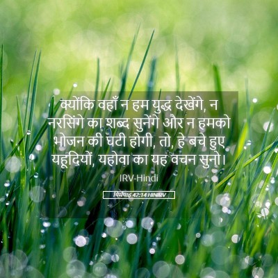 Picture 05 - यिर्मयाह 42:14 HINIRV - क्योंकि वहाँ न हम - Bible Verse Picture