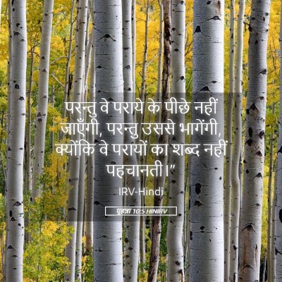 Picture 05 - यूहन्ना 10:5 HINIRV - परन्तु वे पराये के - Bible Verse Picture