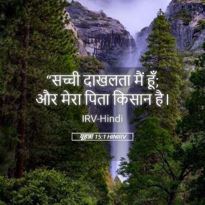 Picture 05 - यूहन्ना 15:1 HINIRV - “सच्ची दाखलता मैं - Bible Verse Picture