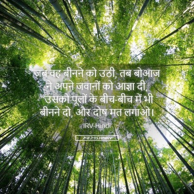 Picture 05 - रूत 2:15 HINIRV - जब वह बीनने को उठी, - Bible Verse Picture