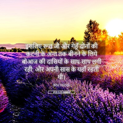 Picture 05 - रूत 2:23 HINIRV - इसलिए रूत जौ और - Bible Verse Picture