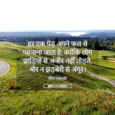 Picture 05 - लूका 6:44 HINIRV - हर एक पेड़ अपने फल - Bible Verse Picture