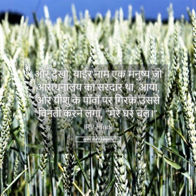 Picture 05 - लूका 8:41 HINIRV - और देखो, याईर नाम - Bible Verse Picture