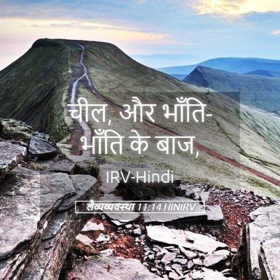 Picture 05 - लैव्यव्यवस्था 11:14 HINIRV - चील, और भाँति-भाँति - Bible Verse Picture