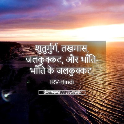 Picture 05 - लैव्यव्यवस्था 11:16 HINIRV - शुतुर्मुर्ग, - Bible Verse Picture