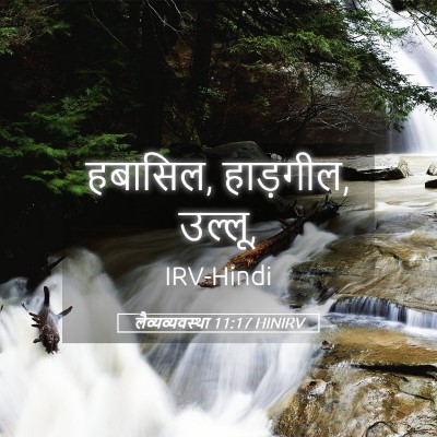 Picture 05 - लैव्यव्यवस्था 11:17 HINIRV - हबासिल, हाड़गील, - Bible Verse Picture