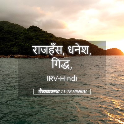 Picture 05 - लैव्यव्यवस्था 11:18 HINIRV - राजहँस, धनेश, - Bible Verse Picture