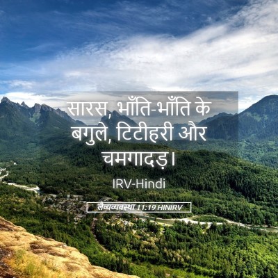 Picture 05 - लैव्यव्यवस्था 11:19 HINIRV - सारस, भाँति-भाँति - Bible Verse Picture