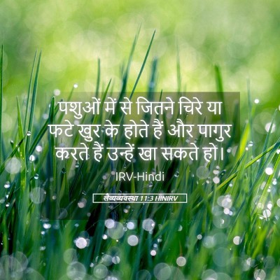 Picture 05 - लैव्यव्यवस्था 11:3 HINIRV - पशुओं में से जितने - Bible Verse Picture
