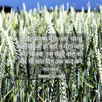 Picture 05 - लैव्यव्यवस्था 13:33 HINIRV - तो यह मनुष्य - Bible Verse Picture