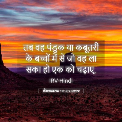 Picture 05 - लैव्यव्यवस्था 14:30 HINIRV - तब वह पंडुक या - Bible Verse Picture