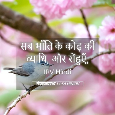 Picture 05 - लैव्यव्यवस्था 14:54 HINIRV - सब भाँति के कोढ़ की - Bible Verse Picture