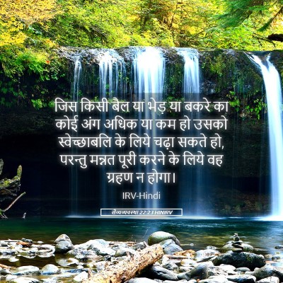 Picture 05 - लैव्यव्यवस्था 22:23 HINIRV - जिस किसी बैल या - Bible Verse Picture