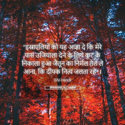 Picture 05 - लैव्यव्यवस्था 24:2 HINIRV - “इस्राएलियों को - Bible Verse Picture