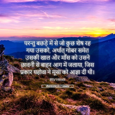 Picture 05 - लैव्यव्यवस्था 8:17 HINIRV - परन्तु बछड़े में - Bible Verse Picture