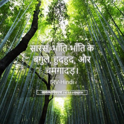 Picture 05 - व्यवस्थाविवरण 14:18 HINIRV - सारस, भाँति-भाँति - Bible Verse Picture