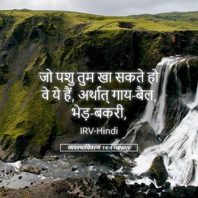 Picture 05 - व्यवस्थाविवरण 14:4 HINIRV - जो पशु तुम खा सकते - Bible Verse Picture