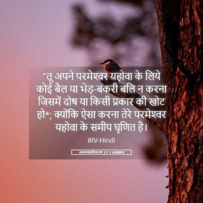 Picture 05 - व्यवस्थाविवरण 17:1 HINIRV - “तू अपने - Bible Verse Picture