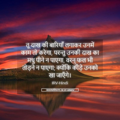 Picture 05 - व्यवस्थाविवरण 28:39 HINIRV - तू दाख की बारियाँ - Bible Verse Picture