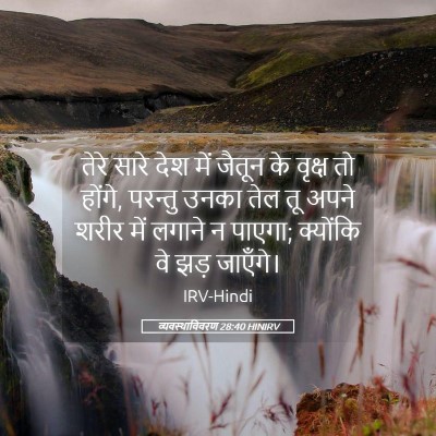 Picture 05 - व्यवस्थाविवरण 28:40 HINIRV - तेरे सारे देश में - Bible Verse Picture
