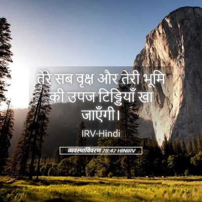 Picture 05 - व्यवस्थाविवरण 28:42 HINIRV - तेरे सब वृक्ष और - Bible Verse Picture