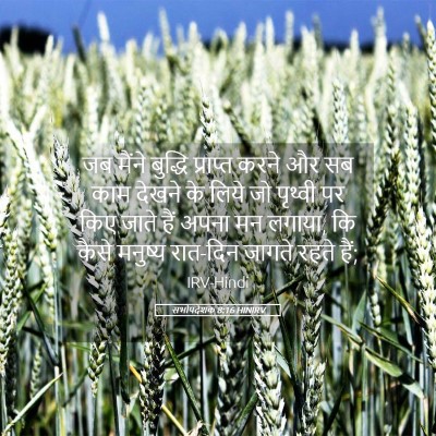 Picture 05 - सभोपदेशक 8:16 HINIRV - जब मैंने बुद्धि - Bible Verse Picture