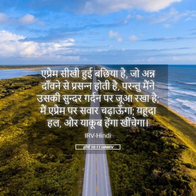 Picture 05 - होशे 10:11 HINIRV - एप्रैम सीखी हुई - Bible Verse Picture