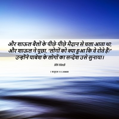 Picture 06 - 1 शमूएल 11:5 HINIRV - और शाऊल बैलों के - Bible Verse Picture