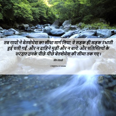 Picture 06 - 1 शमूएल 6:12 HINIRV - तब गायों ने - Bible Verse Picture