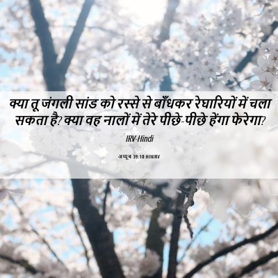 Picture 06 - अय्यूब 39:10 HINIRV - क्या तू जंगली सांड - Bible Verse Picture
