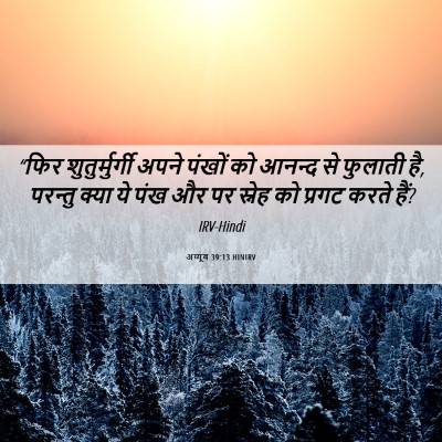 Picture 06 - अय्यूब 39:13 HINIRV - “फिर शुतुर्मुर्गी - Bible Verse Picture