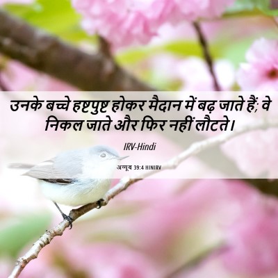 Picture 06 - अय्यूब 39:4 HINIRV - उनके बच्चे - Bible Verse Picture
