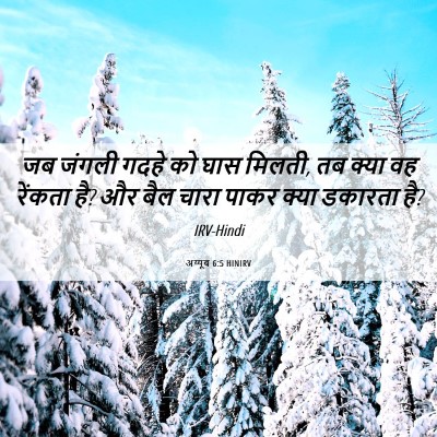 Picture 06 - अय्यूब 6:5 HINIRV - जब जंगली गदहे को - Bible Verse Picture