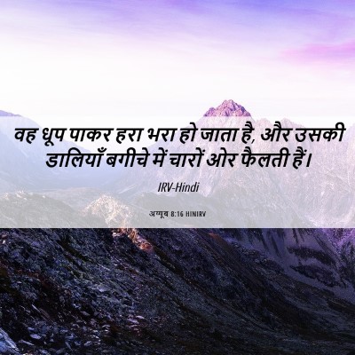 Picture 06 - अय्यूब 8:16 HINIRV - वह धूप पाकर हरा भरा - Bible Verse Picture