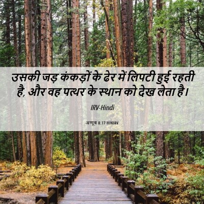 Picture 06 - अय्यूब 8:17 HINIRV - उसकी जड़ कंकड़ों - Bible Verse Picture