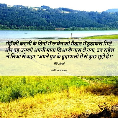 Picture 06 - उत्पत्ति 30:14 HINIRV - गेहूँ की कटनी के - Bible Verse Picture