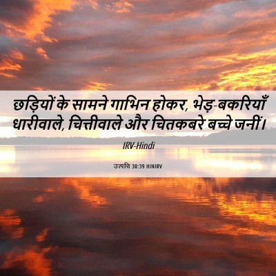 Picture 06 - उत्पत्ति 30:39 HINIRV - छड़ियों के सामने - Bible Verse Picture