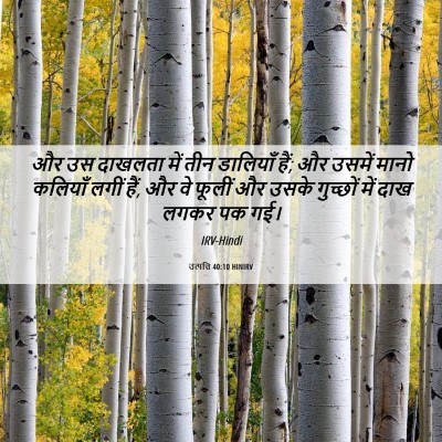 Picture 06 - उत्पत्ति 40:10 HINIRV - और उस दाखलता में - Bible Verse Picture