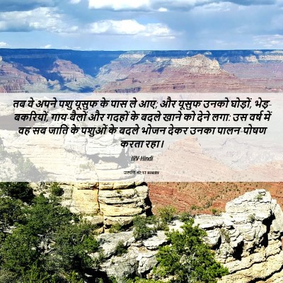 Picture 06 - उत्पत्ति 47:17 HINIRV - तब वे अपने पशु - Bible Verse Picture