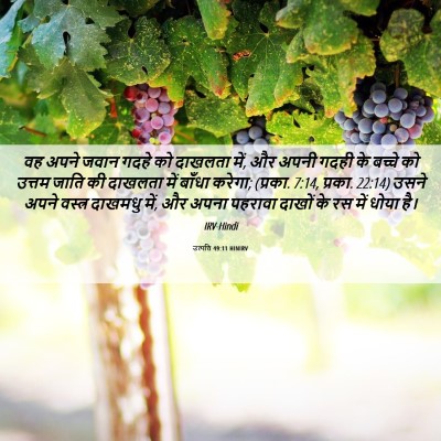 Picture 06 - उत्पत्ति 49:11 HINIRV - वह अपने जवान गदहे - Bible Verse Picture