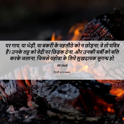 Picture 06 - गिनती 18:17 HINIRV - पर गाय, या भेड़ी, या - Bible Verse Picture