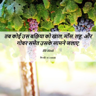 Picture 06 - गिनती 19:5 HINIRV - तब कोई उस बछिया को - Bible Verse Picture