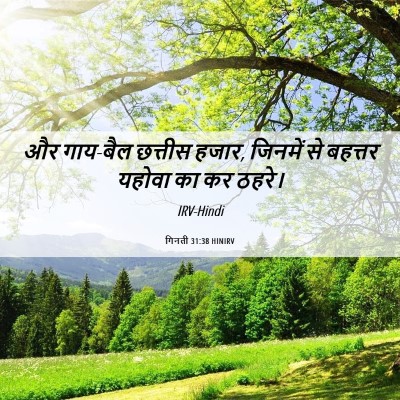 Picture 06 - गिनती 31:38 HINIRV - और गाय-बैल छत्तीस - Bible Verse Picture