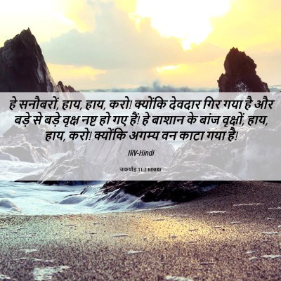 Picture 06 - जकर्याह 11:2 HINIRV - हे सनौबरों, हाय, - Bible Verse Picture