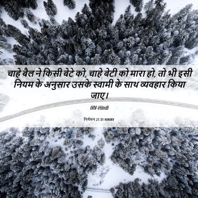 Picture 06 - निर्गमन 21:31 HINIRV - चाहे बैल ने किसी - Bible Verse Picture