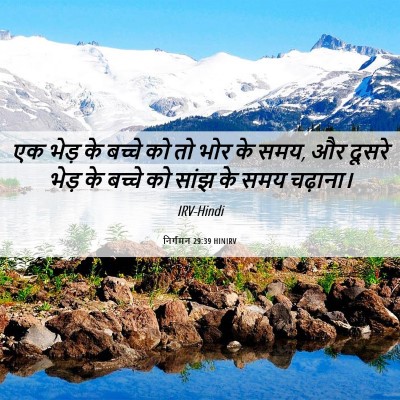 Picture 06 - निर्गमन 29:39 HINIRV - एक भेड़ के बच्चे को - Bible Verse Picture