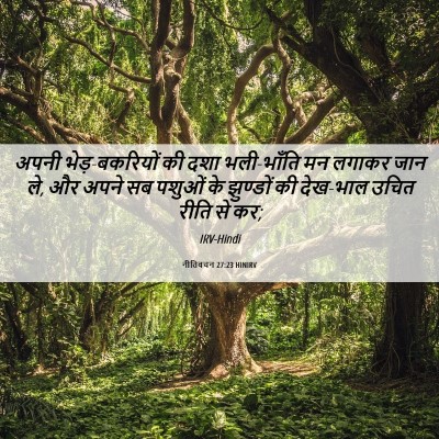 Picture 06 - नीतिवचन 27:23 HINIRV - अपनी भेड़-बकरियों - Bible Verse Picture