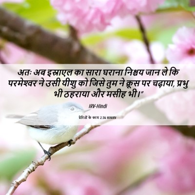 Picture 06 - प्रेरितों के काम 2:36 HINIRV - अतः अब इस्राएल का - Bible Verse Picture