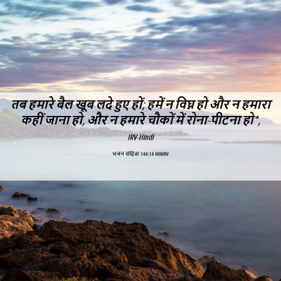 Picture 06 - भजन संहिता 144:14 HINIRV - तब हमारे बैल खूब - Bible Verse Picture